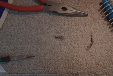 How To Get Straightener Burns Out Of Carpet-A complete guide